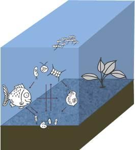 Sediments as habitat