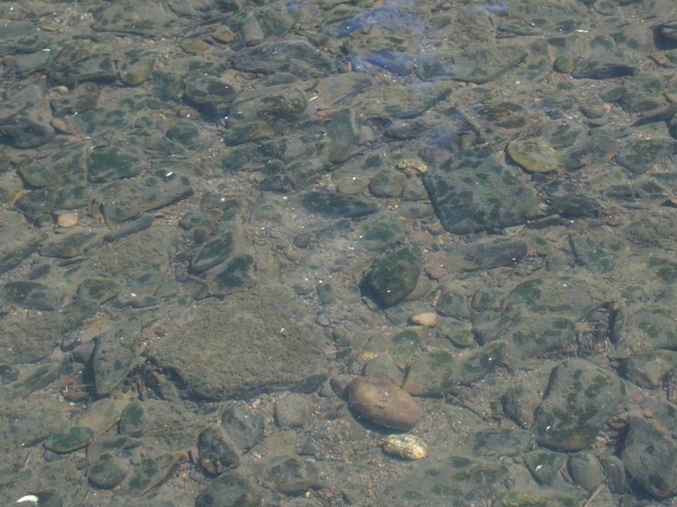 Fraßspuren am Gewässergrund der Lahn in Biedenkopf Foto: D. Hübner