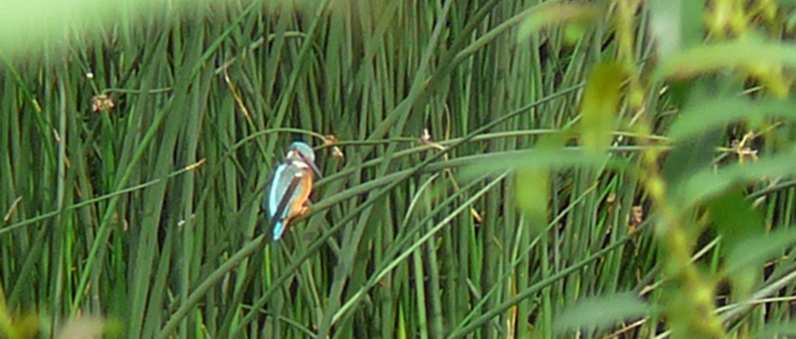 [Translate to English:] Naturschutz, Eisvogel