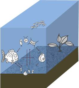 Sedimente als Lebensraum